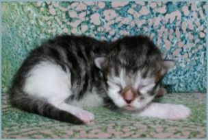 Female Siberian Kitten from Deedlebug Siberians